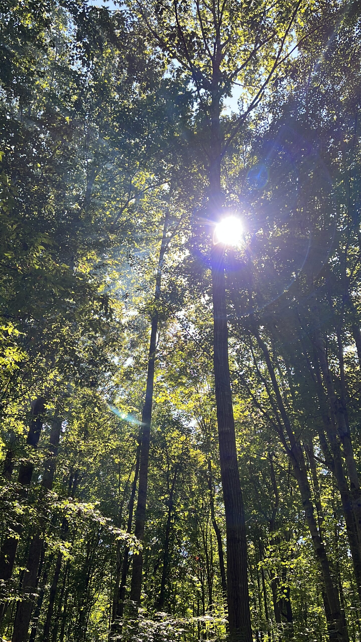 a photo taken at the retreat with sun shining through the trees