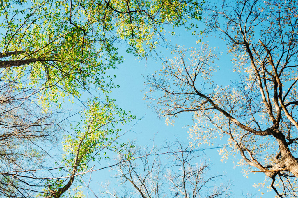 coming home to the raw retreat in the tree canopy